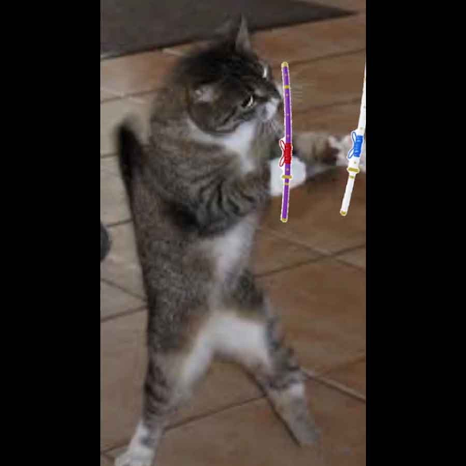 Ảnh avatar mèo với những động tác và biểu cảm hài hước